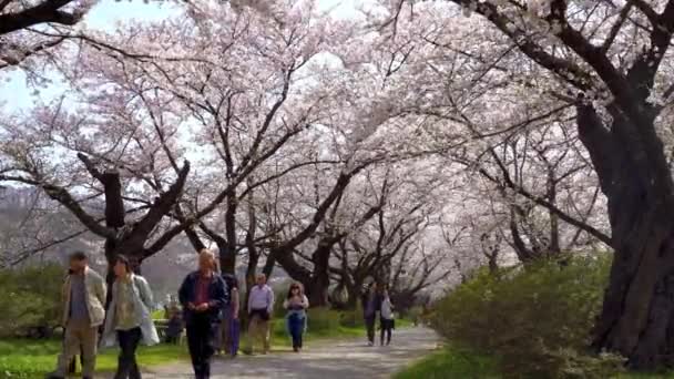 Kitakami Prefeitura Iwate Japão Abril 2019 Parque Tenshochi Longo Rio — Vídeo de Stock