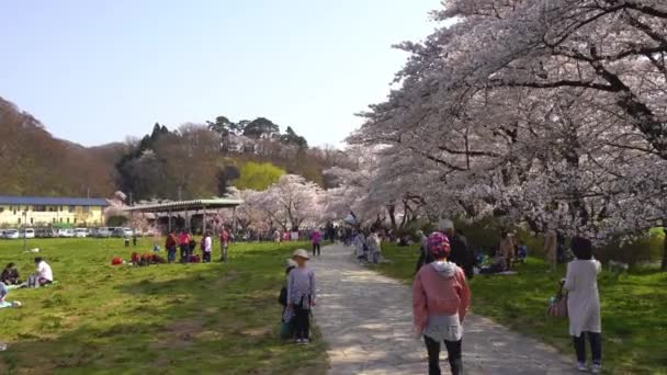 Kitakami Iwate Präfektur Japan April 2019 Tenshochi Park Entlang Des — Stockvideo