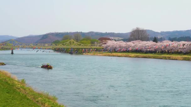 Kitakami Iwate Präfektur Japan April 2019 Tenshochi Park Entlang Des — Stockvideo