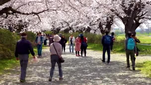 Kitakami Iwate Prefecture Japan April 2019 Tenshochi Park Kitakami River — Stock Video