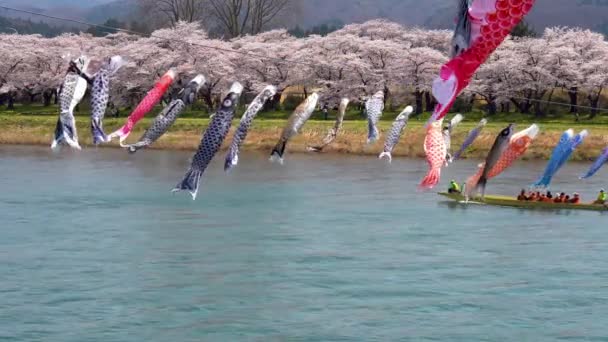 Kitakami Préfecture Iwate Japon Avril 2019 Parc Tenshochi Long Rivière — Video