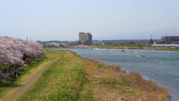 Kitakami Iwate Präfektur Japan April 2019 Tenshochi Park Entlang Des — Stockvideo