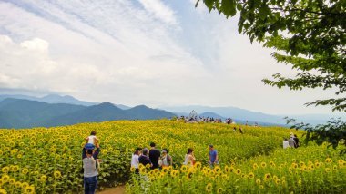 Sannokura Highlands Ayçiçeği Tarlaları yaz mevsiminde güneşli bir günde. Kitakata Şehri, Fukushima Bölgesi, Japonya. 14 Ağustos 2016