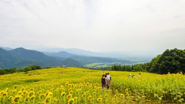 Sannokura Highlands Ayçiçeği Tarlaları yaz mevsiminde güneşli bir günde. Kitakata Şehri, Fukushima Bölgesi, Japonya. 14 Ağustos 2016