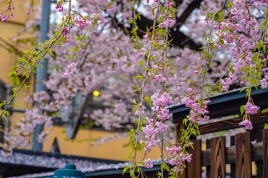 Arka planda geleneksel Japon mimari çatılı kiraz çiçekleri var.