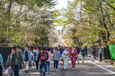 Kakunodate, Akita, Japonya - 28 Nisan 2019: Bukeyashiki Caddesi (samuray evleri) ilkbahar kiraz çiçekleri mevsiminde güneşli bir günde. Geleneksel Japon manzarası, güzel çiçek açan pembe sakura ağacı çiçekleri.