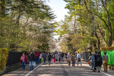 Kakunodate, Akita, Japonya - 28 Nisan 2019: Bukeyashiki Caddesi (samuray evleri) ilkbahar kiraz çiçekleri mevsiminde güneşli bir günde. Geleneksel Japon manzarası, güzel çiçek açan pembe sakura ağacı çiçekleri.