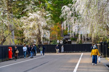 Kakunodate, Akita, Japonya - 28 Nisan 2019: Bukeyashiki Caddesi (samuray evleri) ilkbahar kiraz çiçekleri mevsiminde güneşli bir günde. Geleneksel Japon manzarası, güzel çiçek açan pembe sakura ağacı çiçekleri.