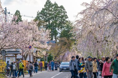 Kakunodate, Akita, Japonya - 28 Nisan 2019: Bukeyashiki Caddesi (samuray evleri) ilkbahar kiraz çiçekleri mevsiminde güneşli bir günde. Geleneksel Japon manzarası, güzel çiçek açan pembe sakura ağacı çiçekleri.