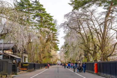 Kakunodate, Akita, Japonya - 28 Nisan 2019: Bukeyashiki Caddesi (samuray evleri) ilkbahar kiraz çiçekleri mevsiminde güneşli bir günde. Geleneksel Japon manzarası, güzel çiçek açan pembe sakura ağacı çiçekleri.