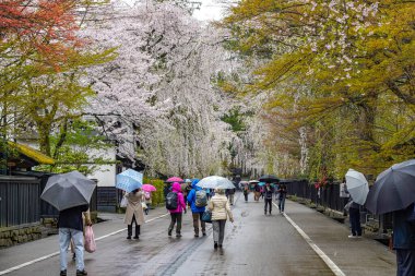 Kakunodate, Akita, Japonya - 26 Nisan 2019: Bukeyashiki Caddesi (samuray konutları) ilkbaharda kiraz çiçekleri açan yağmurlu bir günde. Geleneksel Japon manzarası, güzel çiçek açan pembe sakura ağacı çiçekleri.