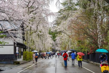 Kakunodate, Akita, Japonya - 26 Nisan 2019: Bukeyashiki Caddesi (samuray konutları) ilkbaharda kiraz çiçekleri açan yağmurlu bir günde. Geleneksel Japon manzarası, güzel çiçek açan pembe sakura ağacı çiçekleri.