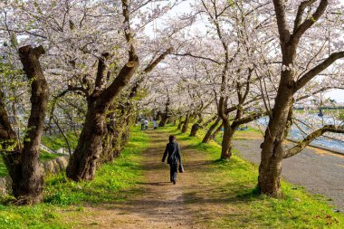 Hinokinai Nehri nehir kıyısı ilkbahar kiraz çiçekleri mevsimi güneşli bir günde. Ziyaretçiler, çiçeklerin açtığı pembe sakura ağaçlarının tadını çıkarırlar. Kakunodate Kasabası, Semboku Bölgesi, Akita Bölgesi, Japonya