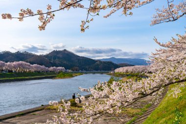 Hinokinai Nehri nehir kıyısı ilkbahar kiraz çiçekleri mevsimi güneşli bir günde. Ziyaretçiler, çiçeklerin açtığı pembe sakura ağaçlarının tadını çıkarırlar. Kakunodate Kasabası, Semboku Bölgesi, Akita Bölgesi, Japonya