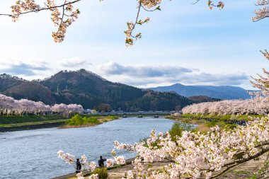 Hinokinai Nehri nehir kıyısı ilkbahar kiraz çiçekleri mevsimi güneşli bir günde. Ziyaretçiler, çiçeklerin açtığı pembe sakura ağaçlarının tadını çıkarırlar. Kakunodate Kasabası, Semboku Bölgesi, Akita Bölgesi, Japonya