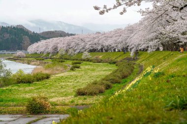 Hinokinai Nehri nehir kıyısı ilkbahar kiraz çiçekleri mevsimi güneşli bir günde. Ziyaretçiler, çiçeklerin açtığı pembe sakura ağaçlarının tadını çıkarırlar. Kakunodate Kasabası, Semboku Bölgesi, Akita Bölgesi, Japonya