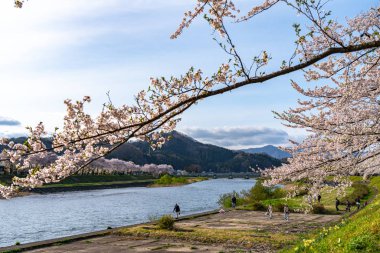 Kakunodate Town, Akita Bölgesi, Japonya - 28 Nisan 2019: Hinokinai Nehri nehir kıyısı ilkbahar kiraz çiçekleri mevsimi güneşli bir günde. Ziyaretçiler güzelliğin tadını çıkarırlar. Çiçek açan pembe sakura ağaçları.