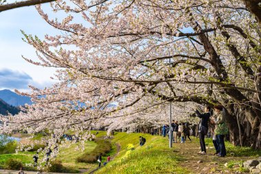 Kakunodate Town, Akita Bölgesi, Japonya - 28 Nisan 2019: Hinokinai Nehri nehir kıyısı ilkbahar kiraz çiçekleri mevsimi güneşli bir günde. Ziyaretçiler güzelliğin tadını çıkarırlar. Çiçek açan pembe sakura ağaçları.