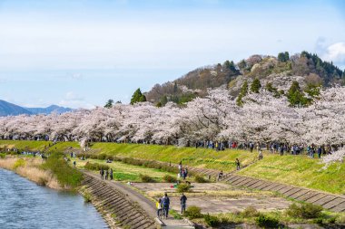Kakunodate Town, Akita Bölgesi, Japonya - 28 Nisan 2019: Hinokinai Nehri nehir kıyısı ilkbahar kiraz çiçekleri mevsimi güneşli bir günde. Ziyaretçiler güzelliğin tadını çıkarırlar. Çiçek açan pembe sakura ağaçları.