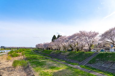 Hinokinai Nehri nehir kıyısı ilkbahar kiraz çiçekleri mevsimi güneşli bir günde. Ziyaretçiler, çiçeklerin açtığı pembe sakura ağaçlarının tadını çıkarırlar. Kakunodate Kasabası, Semboku Bölgesi, Akita Bölgesi, Japonya