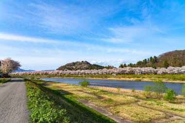 Hinokinai Nehri nehir kıyısı ilkbahar kiraz çiçekleri mevsimi güneşli bir günde. Ziyaretçiler, çiçeklerin açtığı pembe sakura ağaçlarının tadını çıkarırlar. Kakunodate Kasabası, Semboku Bölgesi, Akita Bölgesi, Japonya