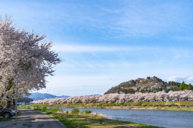 Hinokinai Nehri nehir kıyısı ilkbahar kiraz çiçekleri mevsimi güneşli bir günde. Ziyaretçiler, çiçeklerin açtığı pembe sakura ağaçlarının tadını çıkarırlar. Kakunodate Kasabası, Semboku Bölgesi, Akita Bölgesi, Japonya