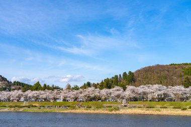 Hinokinai Nehri nehir kıyısı ilkbahar kiraz çiçekleri mevsimi güneşli bir günde. Ziyaretçiler, çiçeklerin açtığı pembe sakura ağaçlarının tadını çıkarırlar. Kakunodate Kasabası, Semboku Bölgesi, Akita Bölgesi, Japonya