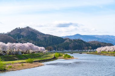 Hinokinai Nehri nehir kıyısı ilkbahar kiraz çiçekleri mevsimi güneşli bir günde. Ziyaretçiler, çiçeklerin açtığı pembe sakura ağaçlarının tadını çıkarırlar. Kakunodate Kasabası, Semboku Bölgesi, Akita Bölgesi, Japonya