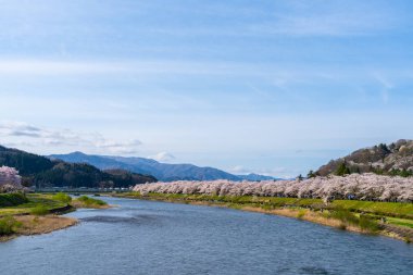 Hinokinai Nehri nehir kıyısı ilkbahar kiraz çiçekleri mevsimi güneşli bir günde. Ziyaretçiler, çiçeklerin açtığı pembe sakura ağaçlarının tadını çıkarırlar. Kakunodate Kasabası, Semboku Bölgesi, Akita Bölgesi, Japonya