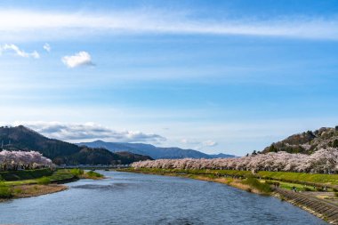 Kakunodate Town, Akita Bölgesi, Japonya - 28 Nisan 2019: Hinokinai Nehri nehir kıyısı ilkbahar kiraz çiçekleri mevsimi güneşli bir günde. Ziyaretçiler güzelliğin tadını çıkarırlar. Çiçek açan pembe sakura ağaçları.