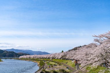Kakunodate Town, Akita Bölgesi, Japonya - 28 Nisan 2019: Hinokinai Nehri nehir kıyısı ilkbahar kiraz çiçekleri mevsimi güneşli bir günde. Ziyaretçiler güzelliğin tadını çıkarırlar. Çiçek açan pembe sakura ağaçları.