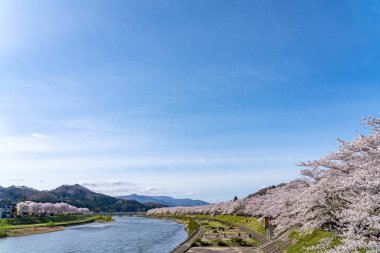 Hinokinai Nehri nehir kıyısı ilkbahar kiraz çiçekleri mevsimi güneşli bir günde. Ziyaretçiler, çiçeklerin açtığı pembe sakura ağaçlarının tadını çıkarırlar. Kakunodate Kasabası, Semboku Bölgesi, Akita Bölgesi, Japonya