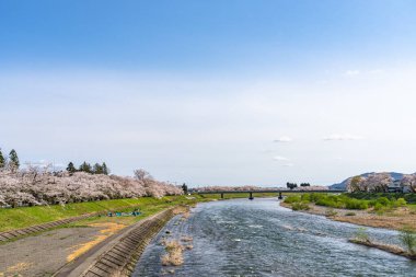 Hinokinai Nehri nehir kıyısı ilkbahar kiraz çiçekleri mevsimi güneşli bir günde. Ziyaretçiler, çiçeklerin açtığı pembe sakura ağaçlarının tadını çıkarırlar. Kakunodate Kasabası, Semboku Bölgesi, Akita Bölgesi, Japonya
