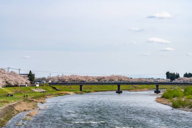 Hinokinai Nehri nehir kıyısı ilkbahar kiraz çiçekleri mevsimi güneşli bir günde. Ziyaretçiler, çiçeklerin açtığı pembe sakura ağaçlarının tadını çıkarırlar. Kakunodate Kasabası, Semboku Bölgesi, Akita Bölgesi, Japonya