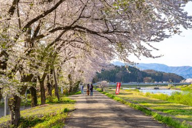 Kakunodate Town, Akita Bölgesi, Japonya - 28 Nisan 2019: Hinokinai Nehri nehir kıyısı ilkbahar kiraz çiçekleri mevsimi güneşli bir günde. Ziyaretçiler güzelliğin tadını çıkarırlar. Çiçek açan pembe sakura ağaçları.