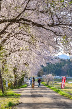 Kakunodate Town, Akita Bölgesi, Japonya - 28 Nisan 2019: Hinokinai Nehri nehir kıyısı ilkbahar kiraz çiçekleri mevsimi güneşli bir günde. Ziyaretçiler güzelliğin tadını çıkarırlar. Çiçek açan pembe sakura ağaçları.