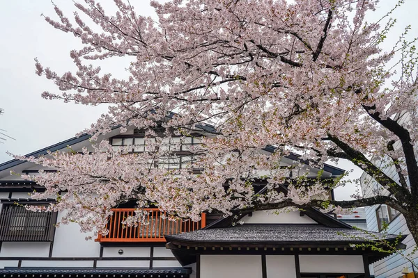 Gatuvy över Kakunodate på våren körsbär blomma säsong solig dag morgon. Kakunodate är känd av Bukeyashiki (samuraj bostäder). Semboku District, Akita prefektur, Japan — Stockfoto