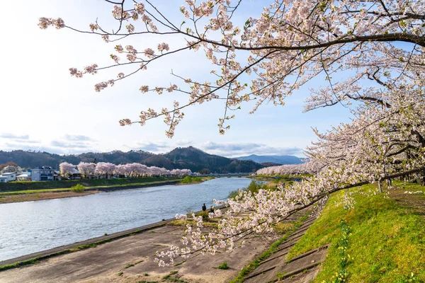 Ribera del río Hinokinai en primavera estación de flores de cerezo día soleado. Los visitantes disfrutan de la belleza plena flor rosa sakura árboles flores. Ciudad Kakunodate, Distrito de Semboku, Prefectura de Akita, Japón — Foto de Stock