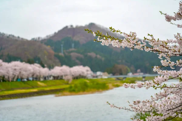 Hinokinai River riverbank in springtime cherry blossom season sunny day. Visitors enjoy the beauty full bloom pink sakura trees flowers. Town Kakunodate, Semboku District, Akita Prefecture, Japan — ストック写真