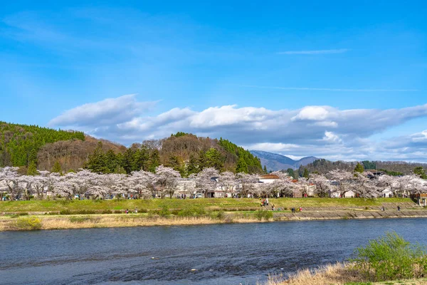 Hinokinai River riverbank in springtime cherry blossom season sunny day. Visitors enjoy the beauty full bloom pink sakura trees flowers. Town Kakunodate, Semboku District, Akita Prefecture, Japan — Stock Photo, Image