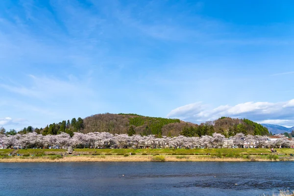 Hinokinai River riverbank in springtime cherry blossom season sunny day. Visitors enjoy the beauty full bloom pink sakura trees flowers. Town Kakunodate, Semboku District, Akita Prefecture, Japan — Stock Photo, Image