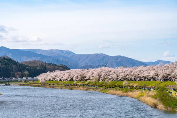 Kakunodate Town, Akita Prefecture, Japan - April 28 2019: Hinokinai River riverbank in spring time cherry blossom season sunny day. Посетители наслаждаются красотой полной цветения розовые цветы сакуры — стоковое фото