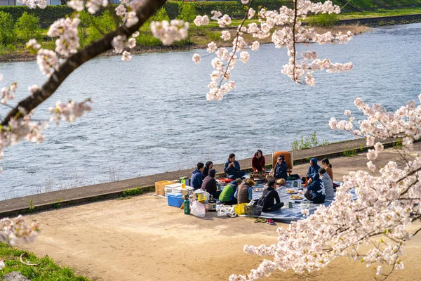 Kakunodate Town, Akita Prefecture, Japan - April 28 2019 : Hinokinai River riverbank in springtime cherry blossom season sunny day. Visitors enjoy the beauty full bloom pink sakura trees flowers — Stock Photo, Image