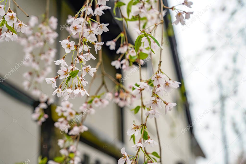close up cherry blossom flowers with traditional Japanese architecture roof In the background