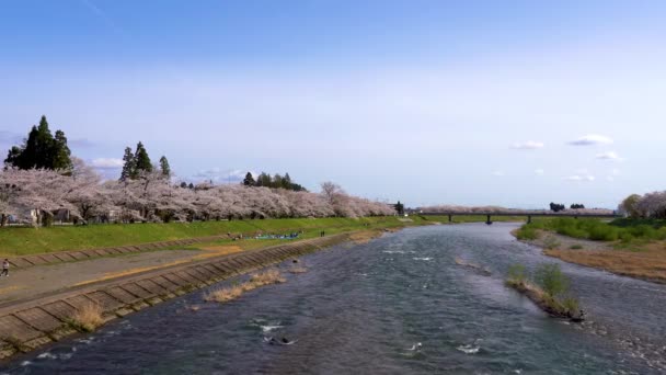 Ποταμός Hinokinai Στην Όχθη Του Ποταμού Την Ανοιξιάτικη Ηλιόλουστη Μέρα — Αρχείο Βίντεο