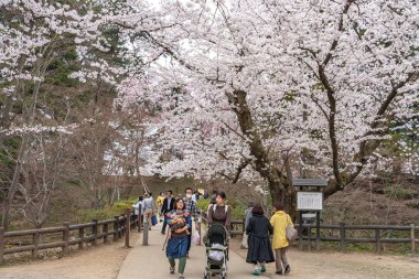 İlkbahar mevsimi güneşli sabahında Hirosaki Park kiraz çiçekleri Matsuri festivali. Ziyaretçiler güzel pembe sakura çiçeklerinin tadını çıkarırlar. Aomori Bölgesi, Tohoku Bölgesi, Japonya - 24 Nisan 2019