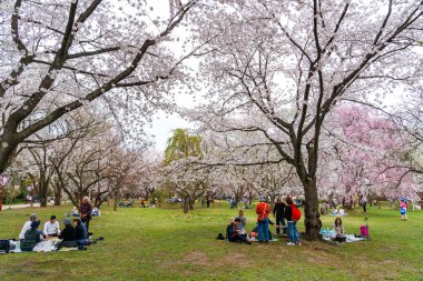 İlkbahar mevsimi güneşli sabahında Hirosaki Park kiraz çiçekleri Matsuri festivali. Ziyaretçiler güzel pembe sakura çiçeklerinin tadını çıkarırlar. Aomori Bölgesi, Tohoku Bölgesi, Japonya - 24 Nisan 2019