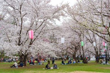 İlkbahar mevsimi güneşli sabahında Hirosaki Park kiraz çiçekleri Matsuri festivali. Ziyaretçiler güzel pembe sakura çiçeklerinin tadını çıkarırlar. Aomori Bölgesi, Tohoku Bölgesi, Japonya - 24 Nisan 2019