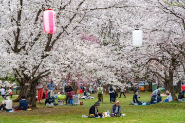 İlkbahar mevsimi güneşli sabahında Hirosaki Park kiraz çiçekleri Matsuri festivali. Ziyaretçiler güzel pembe sakura çiçeklerinin tadını çıkarırlar. Aomori Bölgesi, Tohoku Bölgesi, Japonya - 24 Nisan 2019