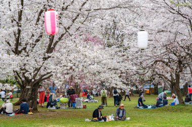 Hirosaki Park cherry blossoms Matsuri festival in springtime season sunny day morning. visitors enjoy beauty full bloom pink sakura flowers. Aomori Prefecture, Tohoku Region, Japan - April 24, 2019 clipart